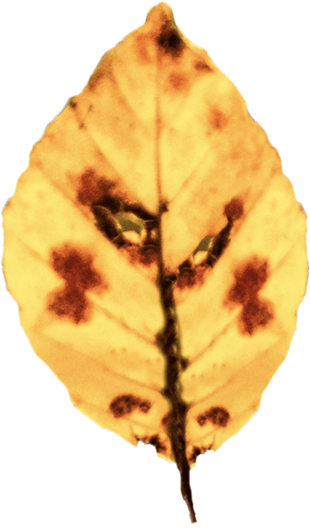 Transparent Yellow Autumn Leaf with Red Spots