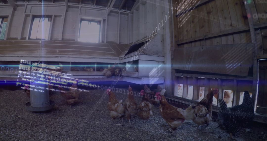 Hens Roaming Rustic Chicken Coop with Nesting Boxes and Feeder