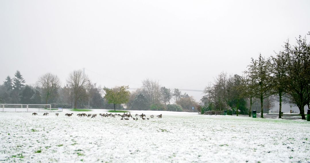 Geese Foraging on Snow-Covered Field in Winter - Free Images, Stock Photos and Pictures on Pikwizard.com