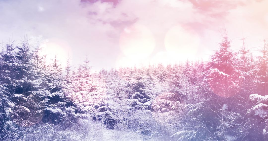 Enchanted Winter Forest with Gentle Snowfall