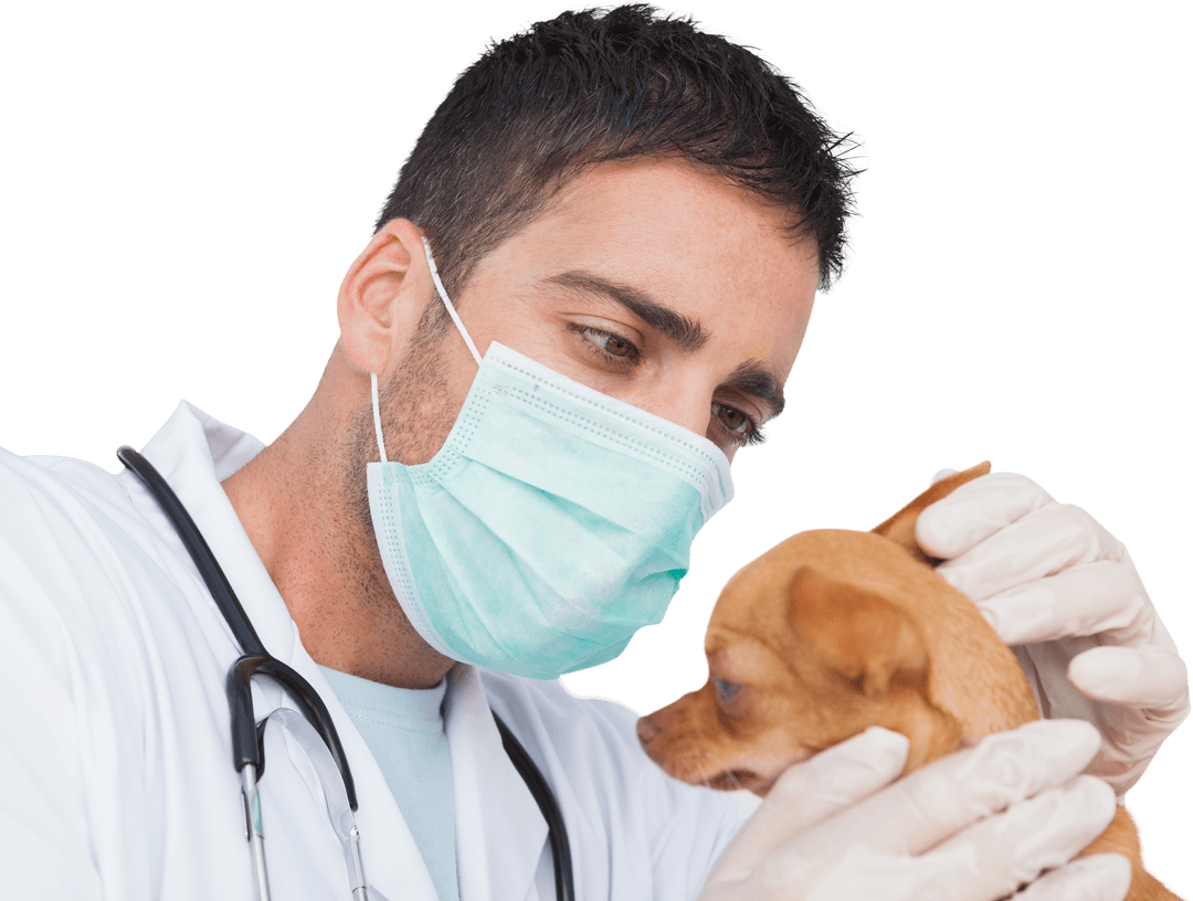 Veterinarian Examining Chihuahua Puppy on Transparent Background