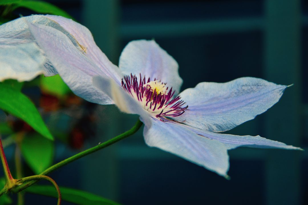 Close-up of a White Clematis Flower with Purple Stamen - Free Images, Stock Photos and Pictures on Pikwizard.com
