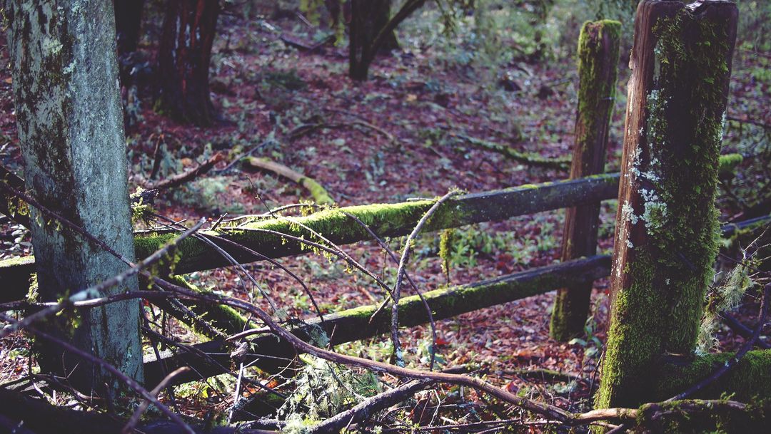 Moss Covered Wood Fence in Forest - Free Images, Stock Photos and Pictures on Pikwizard.com