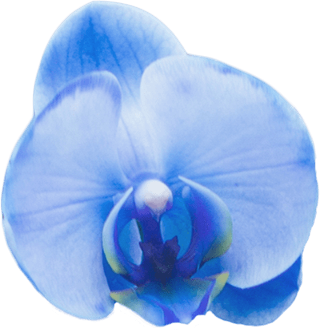 Elegant Blue Orchid Flower on Transparent Background