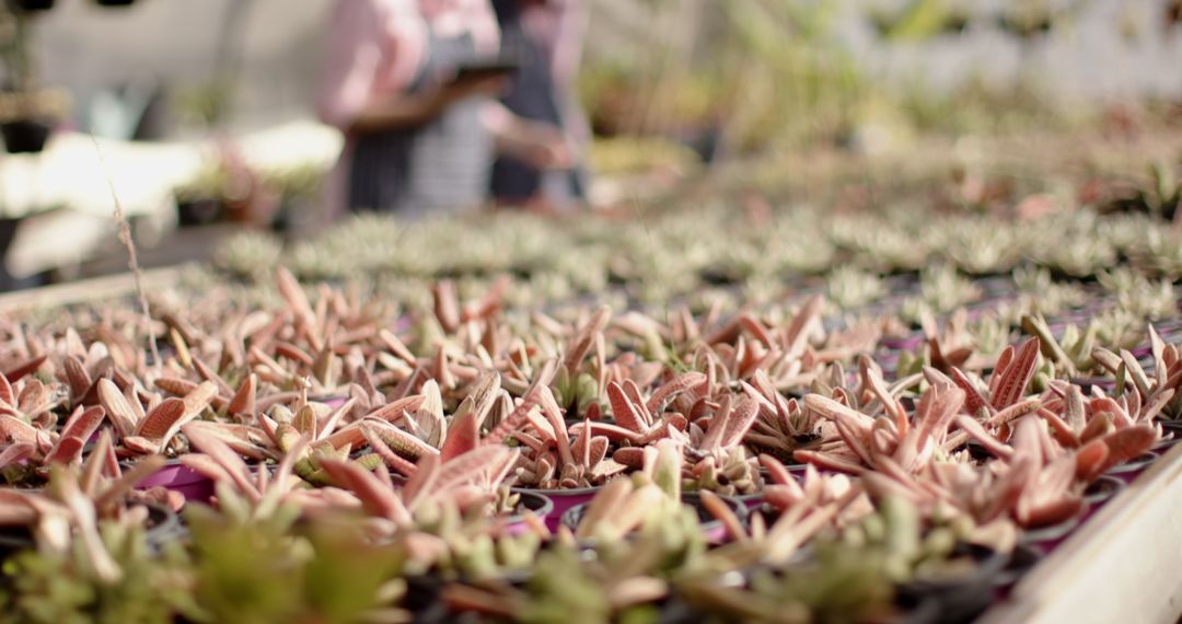 Coworkers Examining Succulents in Busy Nursery Setting