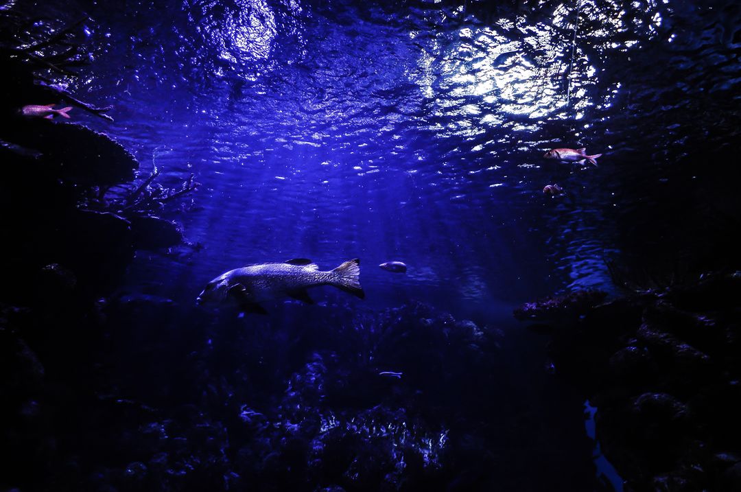 Scuba diver Diver Aquarium - Free Images, Stock Photos and Pictures on Pikwizard.com