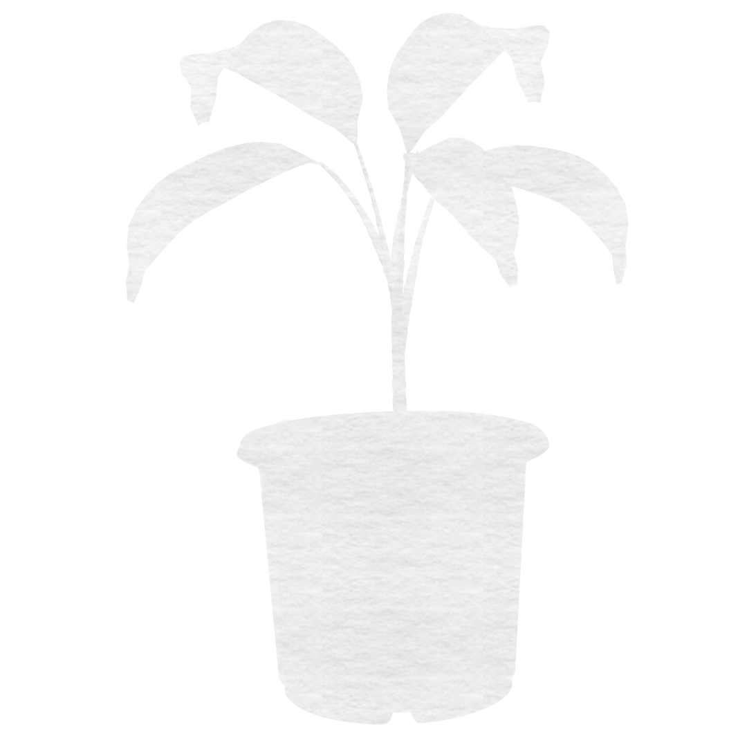 Transparent White Paper Plant Illustration for Interior Decor - Download Free Stock Images Pikwizard.com