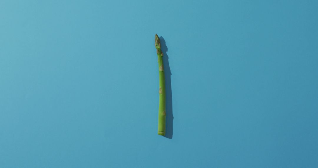 Single Asparagus Stalk on Blue Background - Free Images, Stock Photos and Pictures on Pikwizard.com