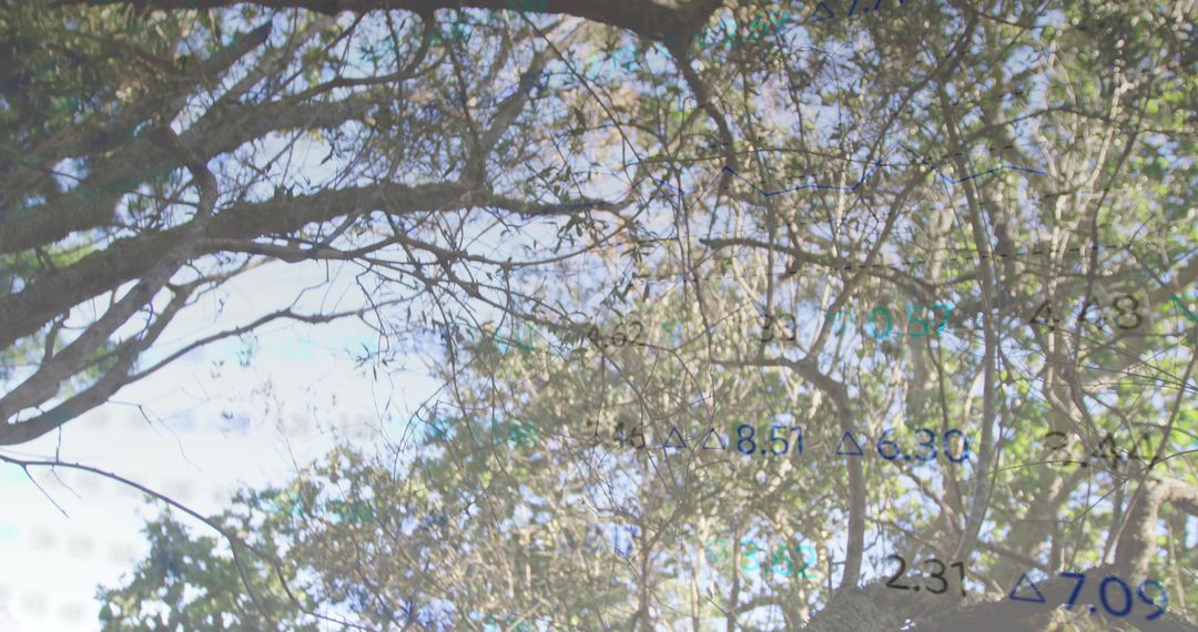 Tree Canopy with Numeric Overlay, Dappled Foliage Blending Nature and Digital Insights