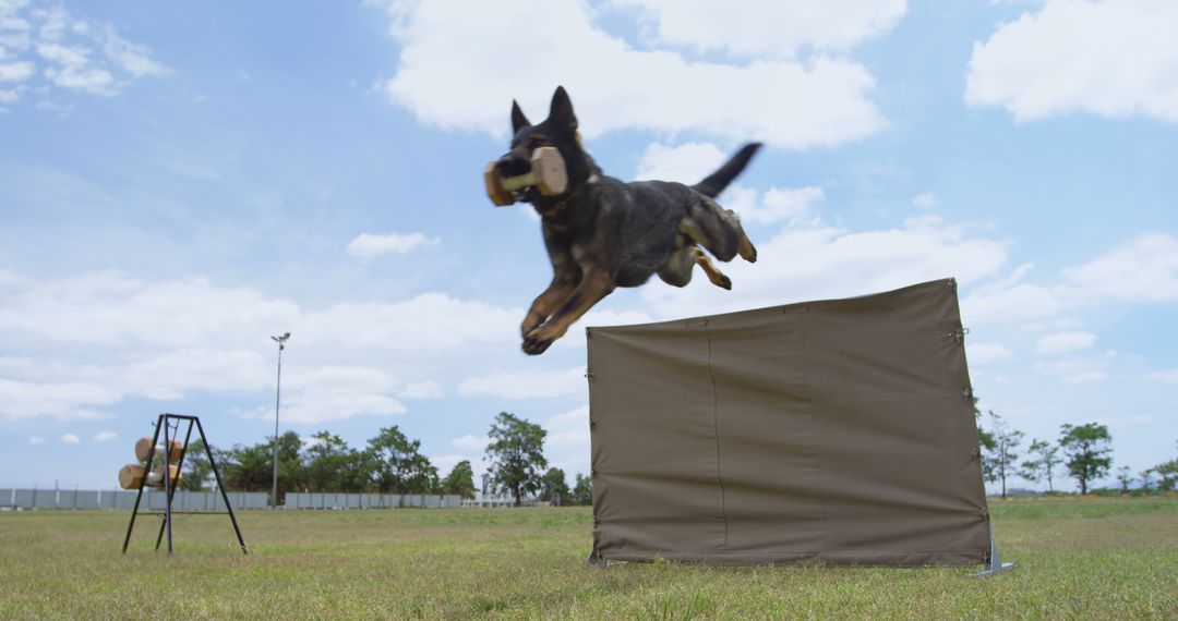 German Shepherd Jumping Over Obstacle in Training Field - Free Images, Stock Photos and Pictures on Pikwizard.com