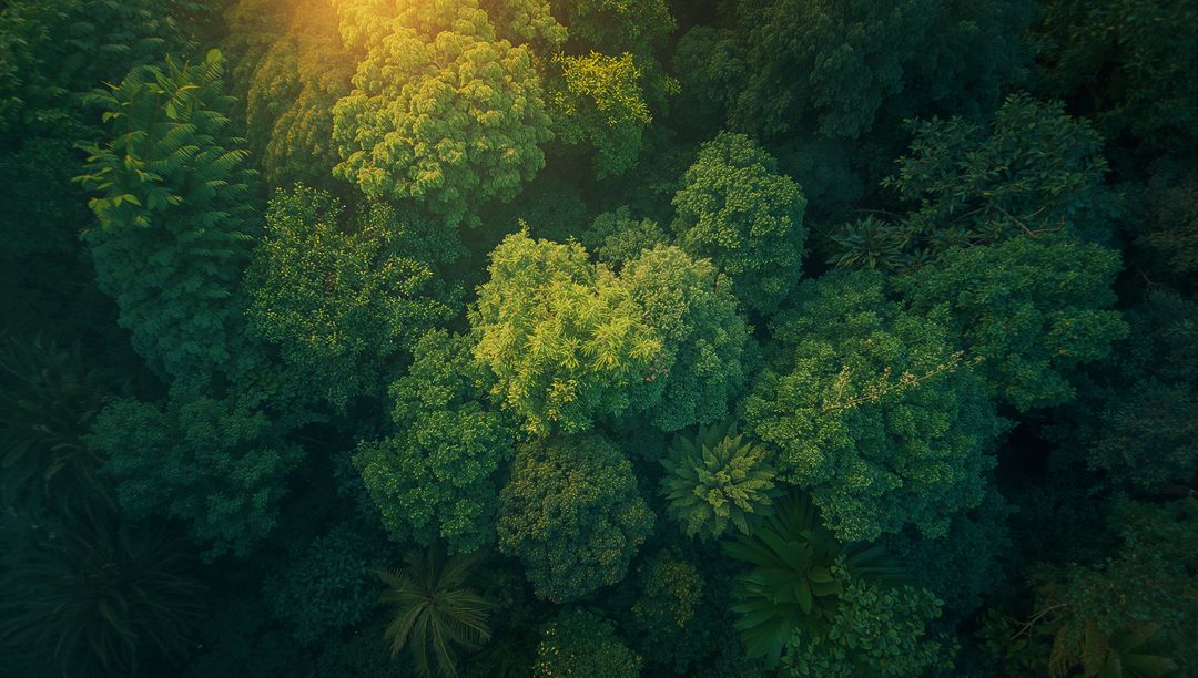 Sunlit Tropical Canopy with Verdant Foliage from Drone