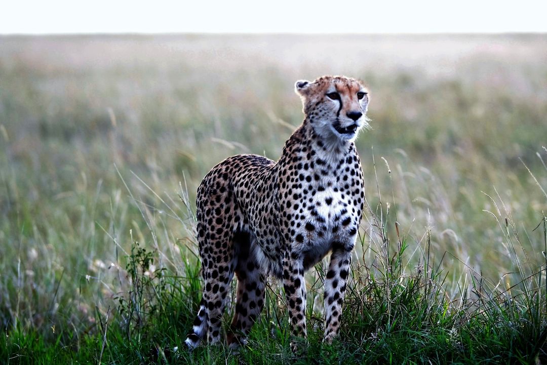 Cheetah safari wild animal - Free Images, Stock Photos and Pictures on Pikwizard.com