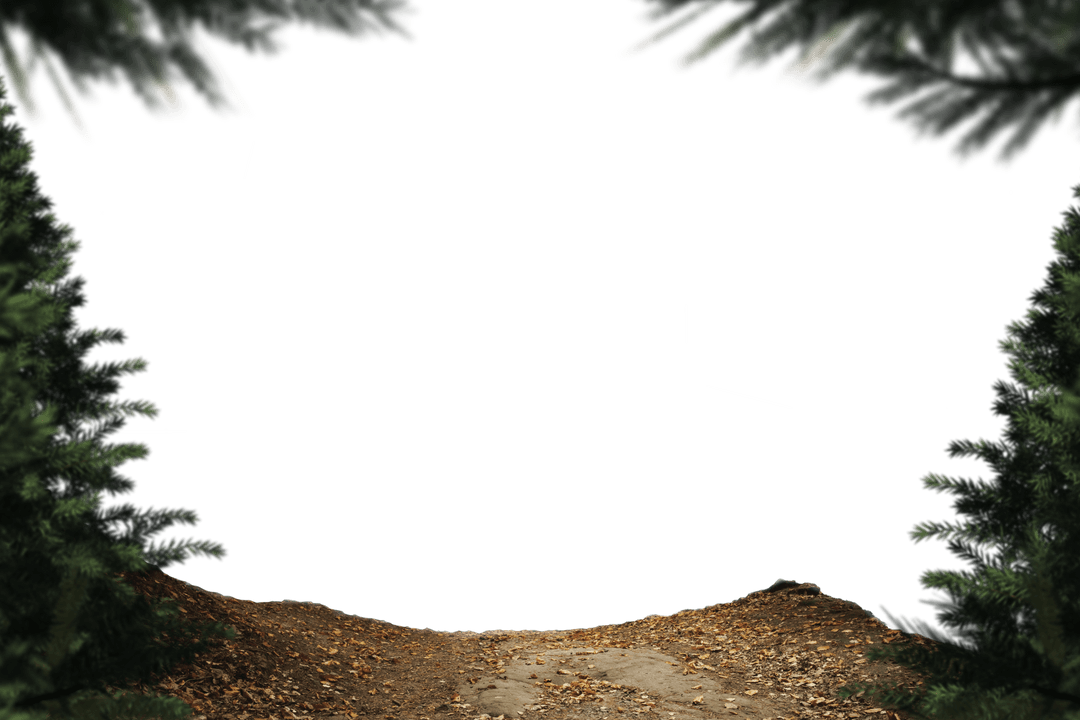 Transparent Fir Trees and Fall Leaves Frame with Copy Space - Download Free Stock Images Pikwizard.com
