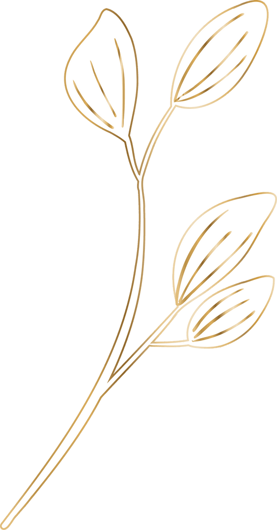 Minimalist Botanical Leafy Branch with Transparent Background