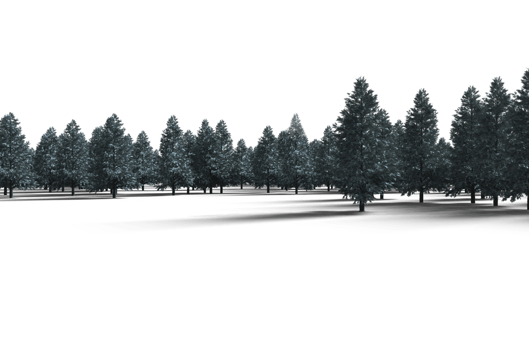 Transparent Evergreen Forest Illustration with Christmas Trees