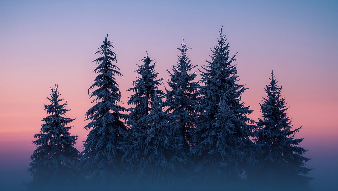 Frosted Evergreens Silhouetting Against Pastel Dawn Sky with Misty Twilight