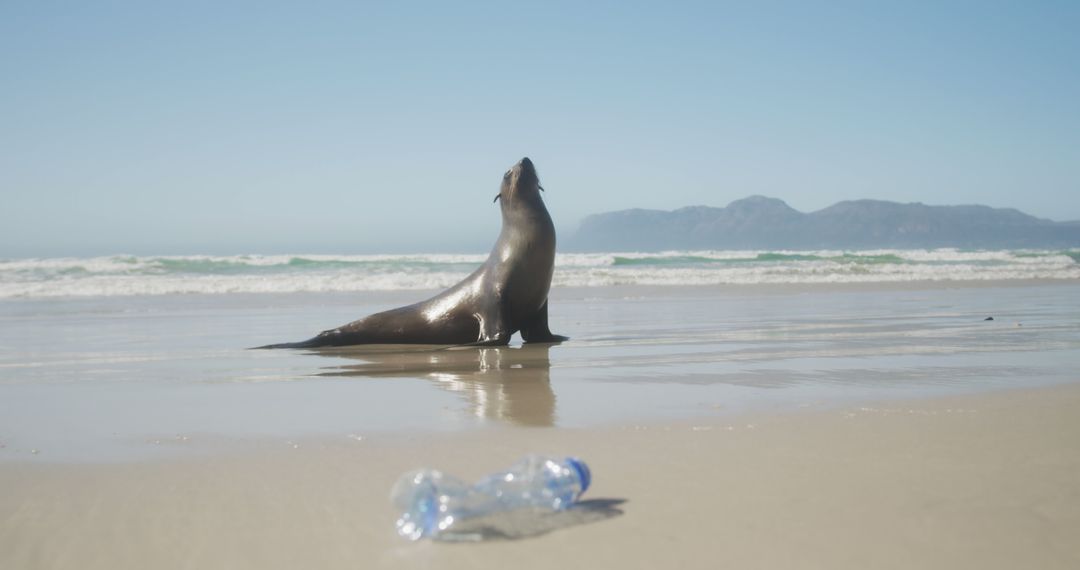 Sea Lion on Sandy Beach with Plastic Bottle Litter - Free Images, Stock Photos and Pictures on Pikwizard.com