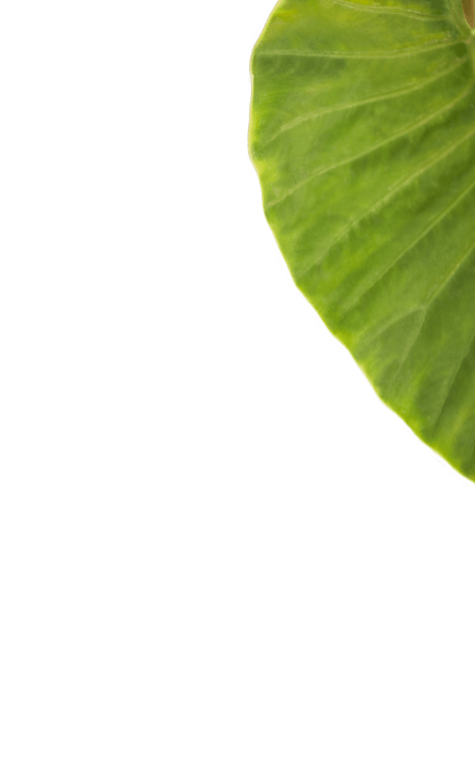 High Quality Transparent Close-Up of Green Leaf Edge