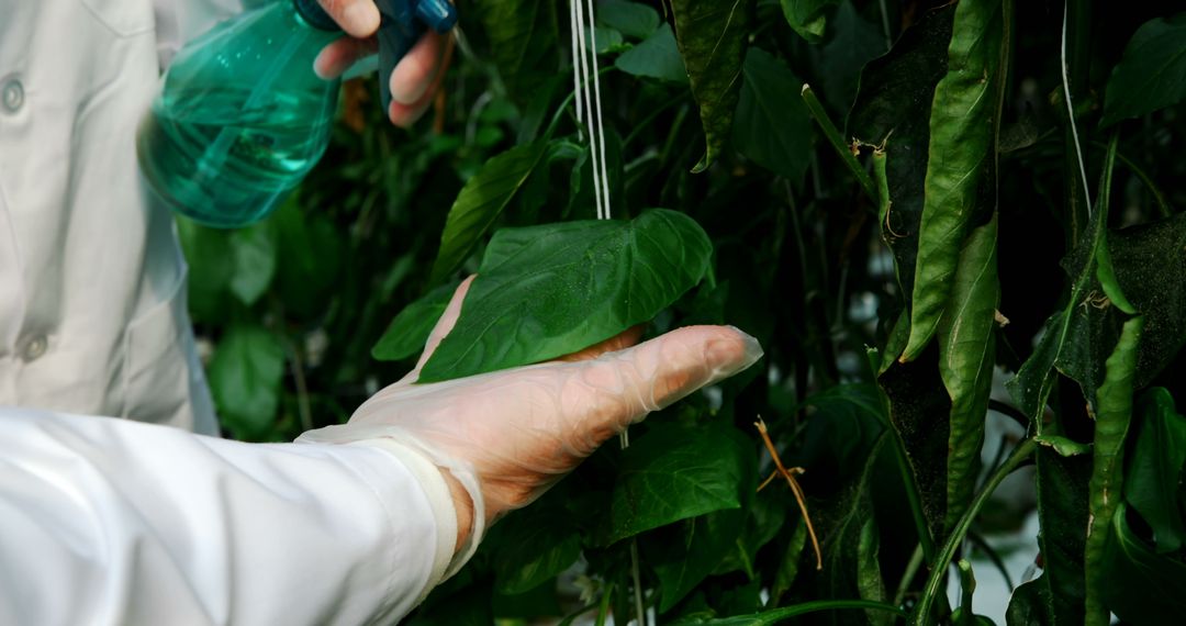 Scientist Watering Plants in Botanical Research Laboratory - Free Images, Stock Photos and Pictures on Pikwizard.com