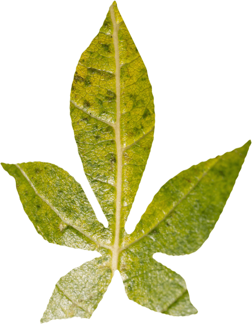 Close-Up of Transparent Green Leaf with Vein Details