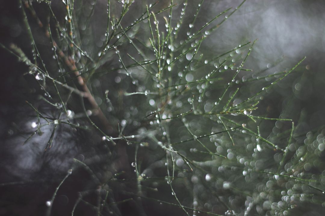 Dew-Covered Pine Needles in Morning Light - Free Images, Stock Photos and Pictures on Pikwizard.com