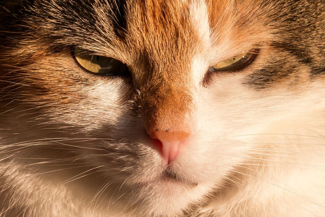 Close-up of Calico Cat with Intense Gaze in Warm Light - Free Images, Stock Photos and Pictures on Pikwizard.com
