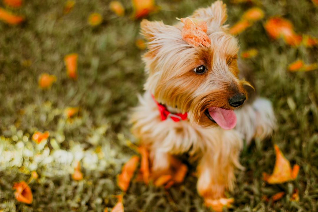 Adorable Yorkshire Terrier Puppy with Autumn Leaves in Grass - Free Images, Stock Photos and Pictures on Pikwizard.com