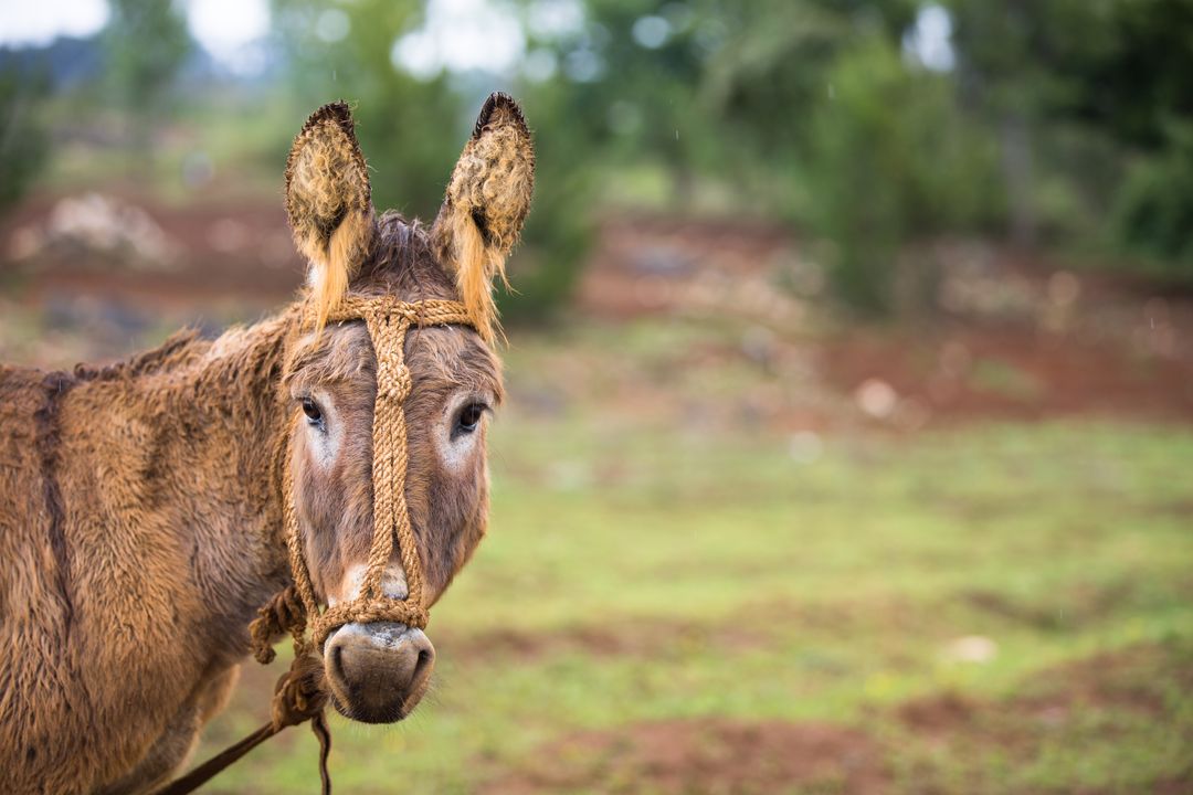 Adorable Donkey with Rustic Rope Halter Outdoors