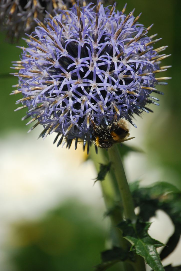 Bumblebee Pollinating Purple Globe Thistle Flower on Sunny Day - Free Images, Stock Photos and Pictures on Pikwizard.com