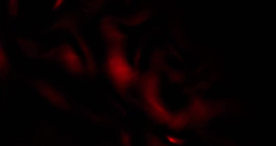Abstract Glowing Red Trails on Black Background