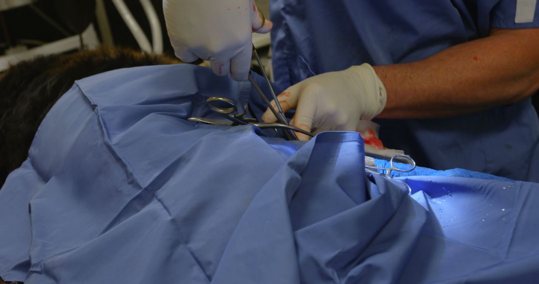 Veterinary Surgeon Operating on Dog with Precision