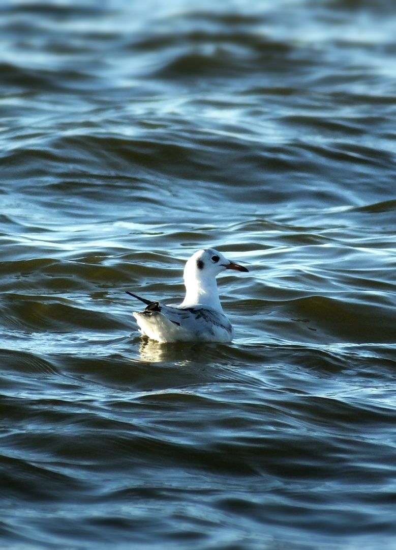 Bird Aquatic bird Albatross - Free Images, Stock Photos and Pictures on Pikwizard.com