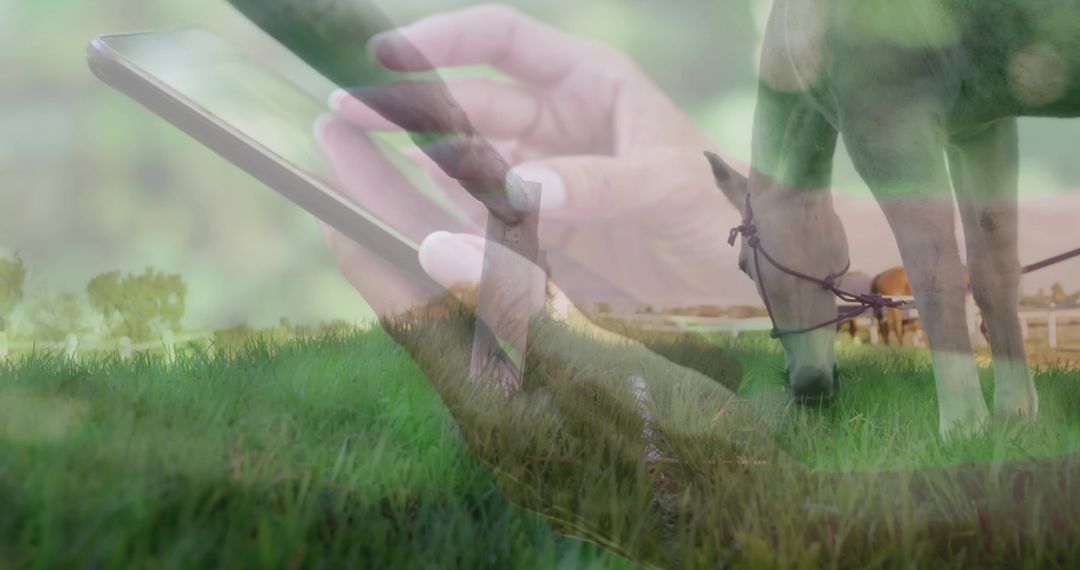 Double Exposure Hands Using Smartphone Over Grassy Pasture with Grazing Bridled Horse