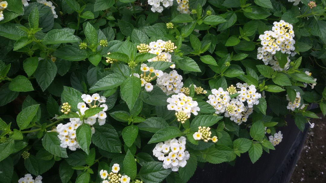 Lush Green Foliage with Blooming White Lantana Flowers - Free Images, Stock Photos and Pictures on Pikwizard.com