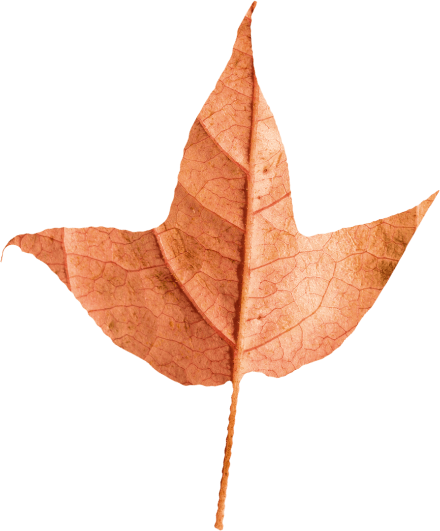 Transparent Autumn Leaf Isolated on White Background