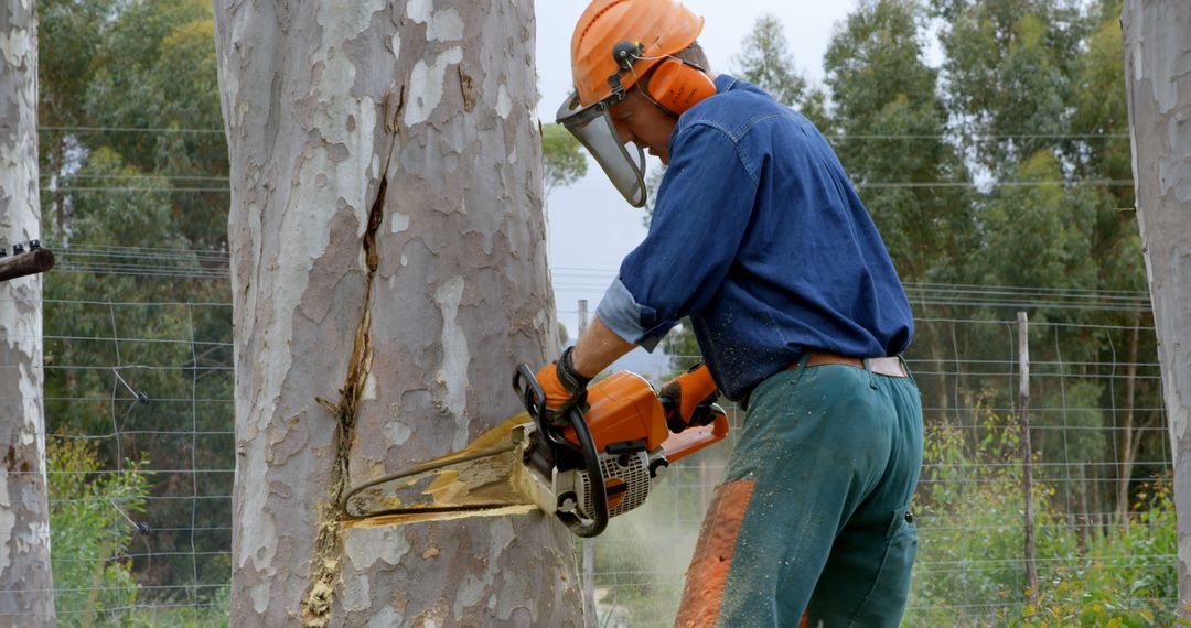 Lumberjack Using Chainsaw Cutting Tree in Forest - Free Images, Stock Photos and Pictures on Pikwizard.com