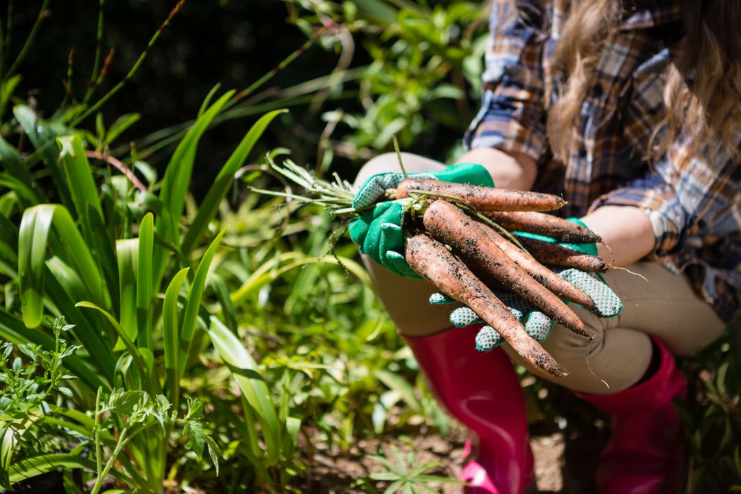 Woman Holding Freshly Harvested Carrots in Garden - Free Images, Stock Photos and Pictures on Pikwizard.com