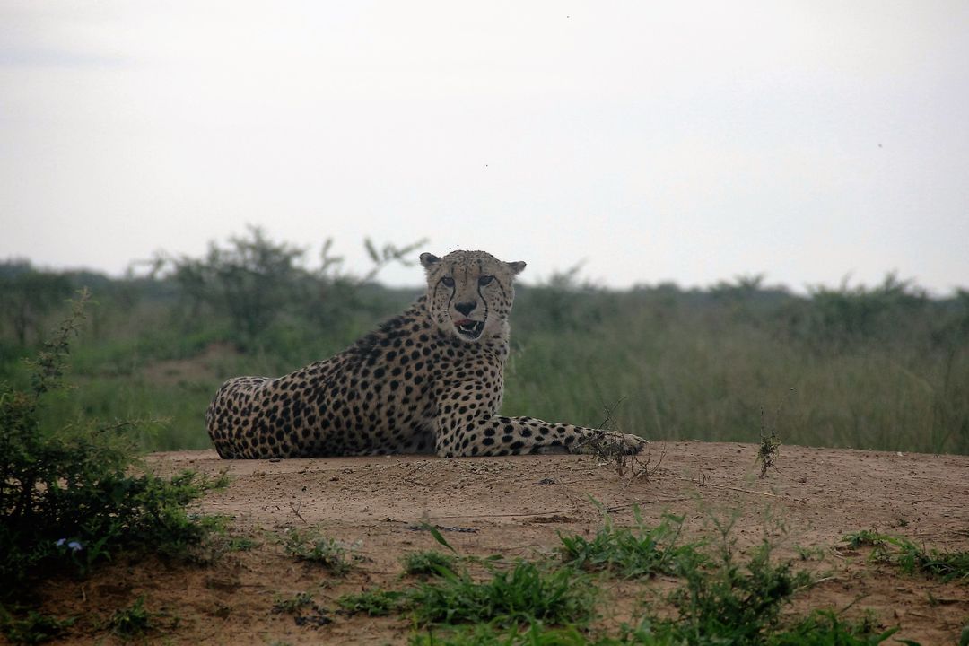 Cheetah Resting on Sandhill in African Savannah - Free Images, Stock Photos and Pictures on Pikwizard.com