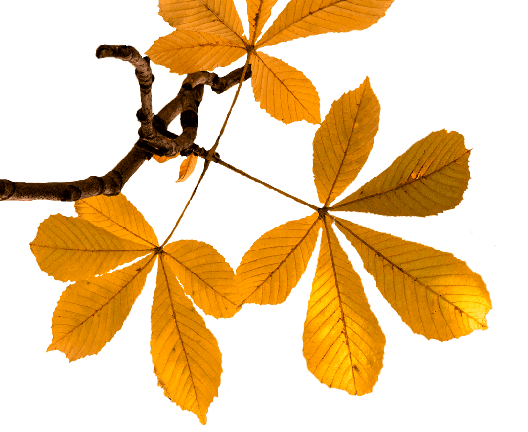 Isolated Autumn Leaves with Transparent Background
