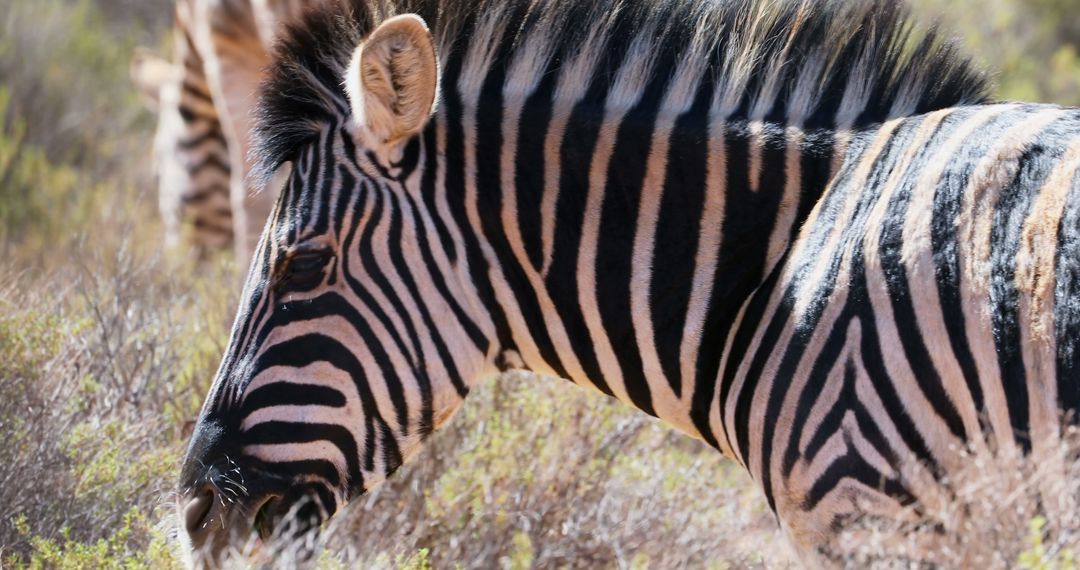 Close-up of Zebra in Natural Habitat - Free Images, Stock Photos and Pictures on Pikwizard.com