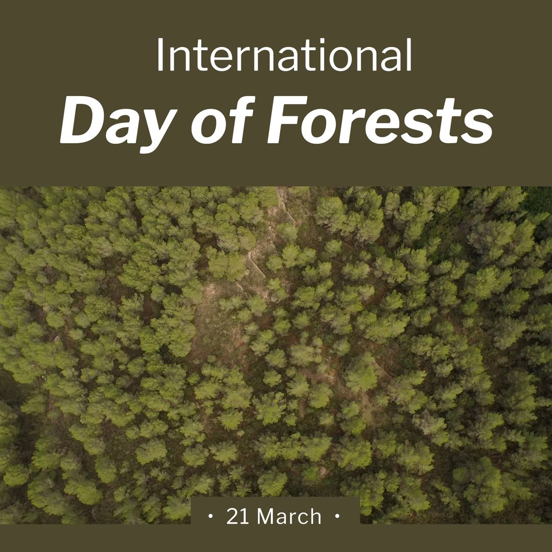 Aerial View of Lush Green Forest Celebrating International Day of Forests