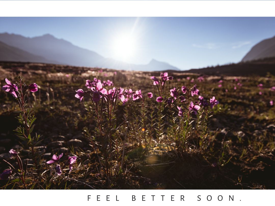 Tranquil Sunrise Over Purple Wildflowers in Open Field