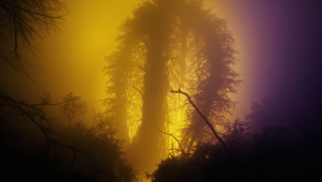 Mystical Glowing Tree in Foggy Enchanted Forest