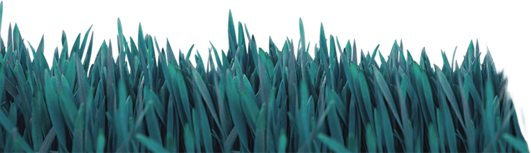 Lush Green Grass on Transparent Background Vector Illustration