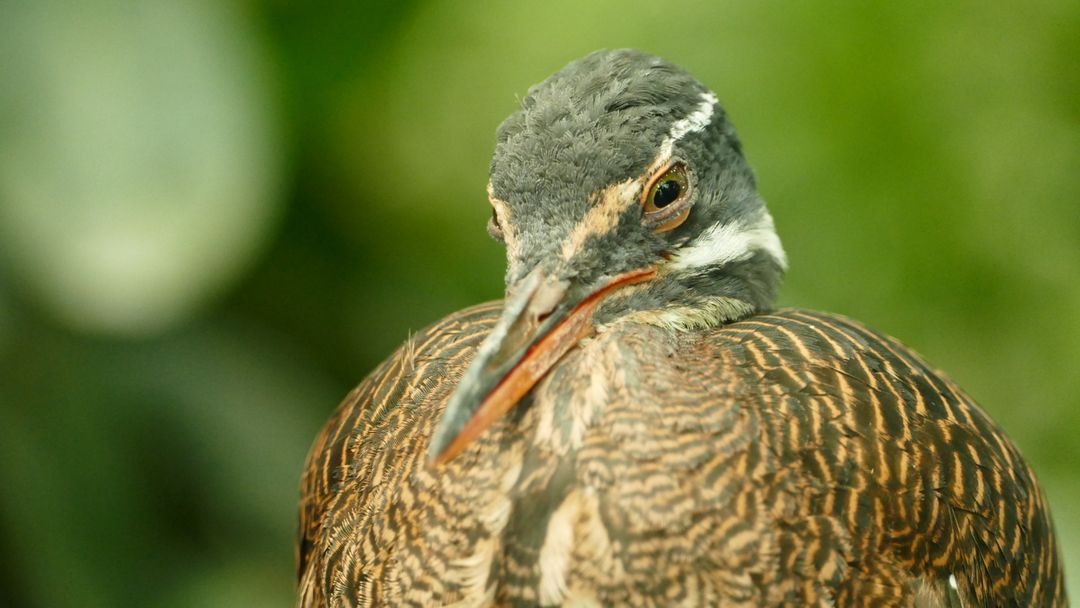 Beak bird wildlife zoo - Free Images, Stock Photos and Pictures on Pikwizard.com