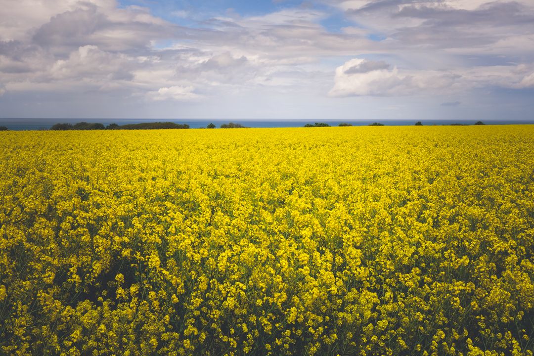 Vast Rapeseed Field under Cloudy Sky extending to Horizon - Free Images, Stock Photos and Pictures on Pikwizard.com