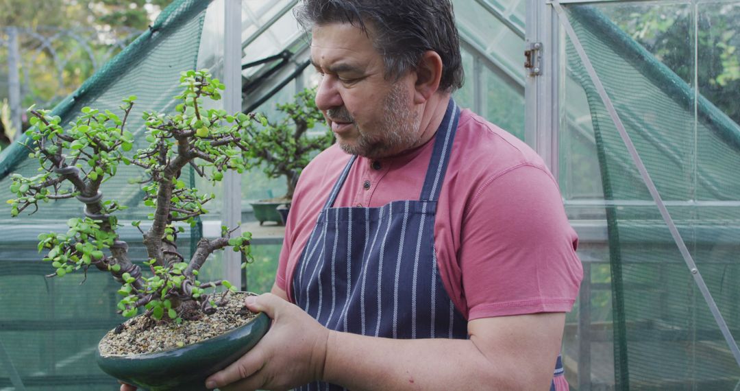 Man Holding a Bonsai Tree in Greenhouse - Free Images, Stock Photos and Pictures on Pikwizard.com