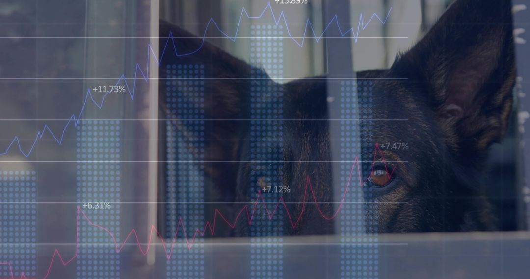 Watching Dog with Financial Graphics and Security Concept