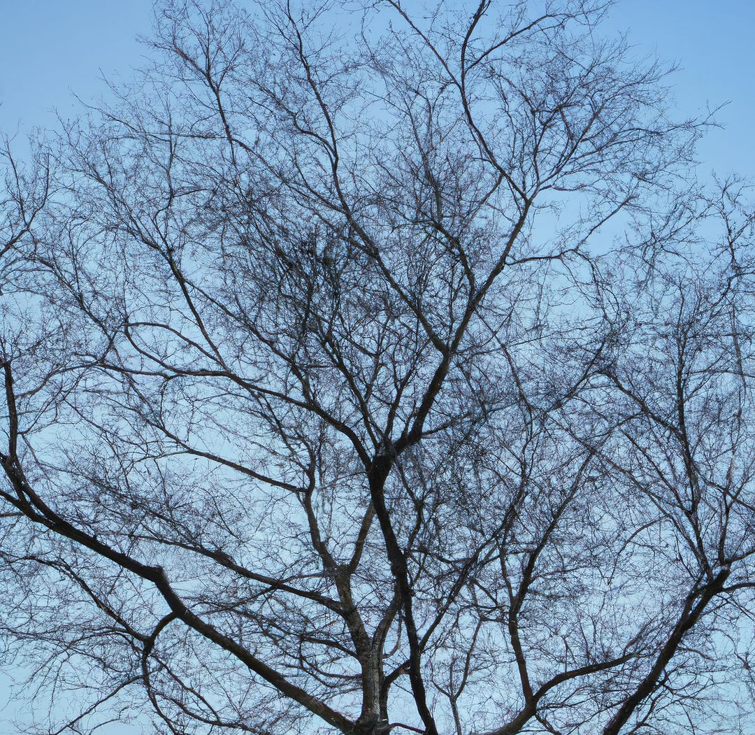 Image of tree branches without leaves against blue sky background - Free Images, Stock Photos and Pictures on Pikwizard.com