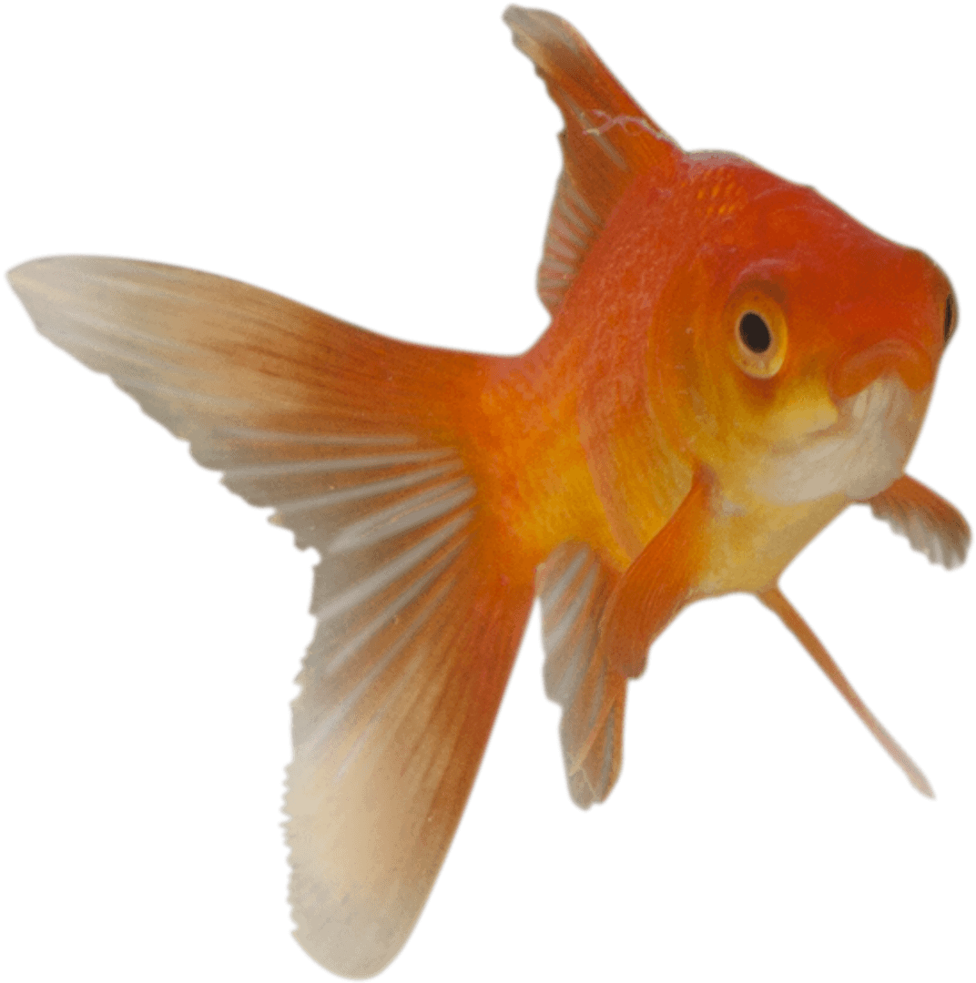 Goldfish Swimming with Elegant Fins on Transparent Background